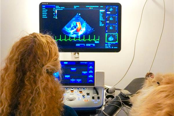 Dierenarts voor Echografie