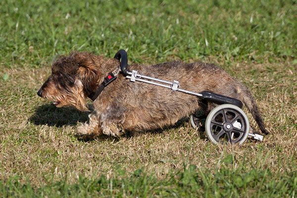 Dierenarts voor Fysiotherapie