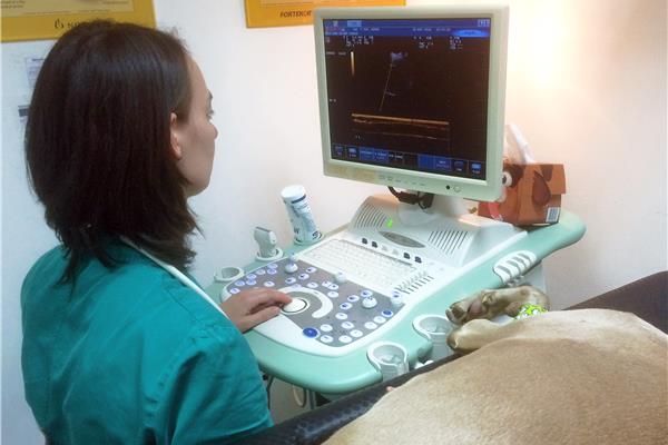 Dierenarts voor Echografie