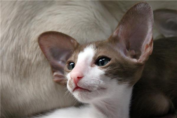 Fokadvies Katten | Dierenartsenpraktijk Het Hof (Essen)