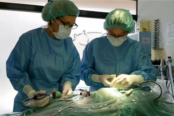 Dierenarts voor Chirurgie