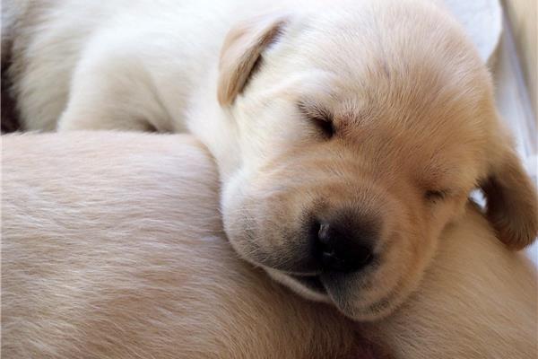 Dierenarts voor Fokadvies honden