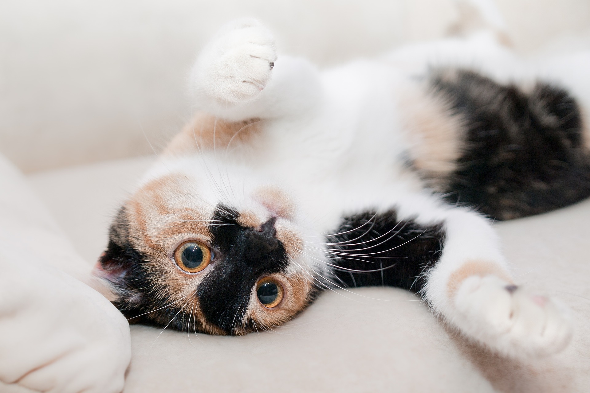Rusteloos formaat Zenuw Fokadvies katten | Dierenartsenpraktijk Het Hof (Essen)