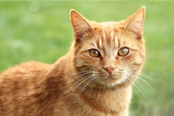 Dierenarts voor Katten