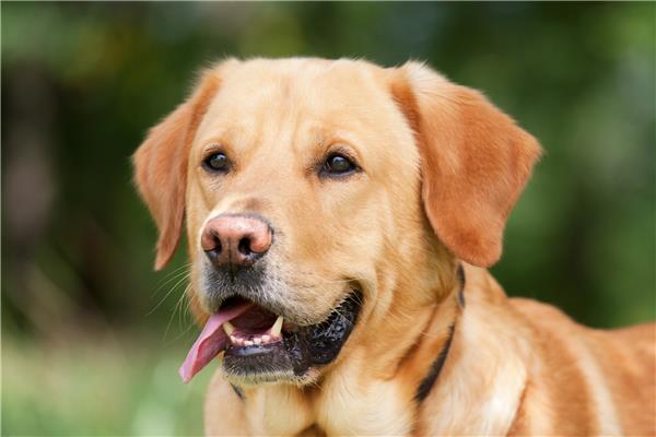 Nadenkend ontmoeten compressie Honden - Hartaandoeningen | Dierenartsenpraktijk Het Hof (Essen)