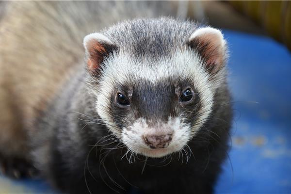 Dierenarts voor Fretten