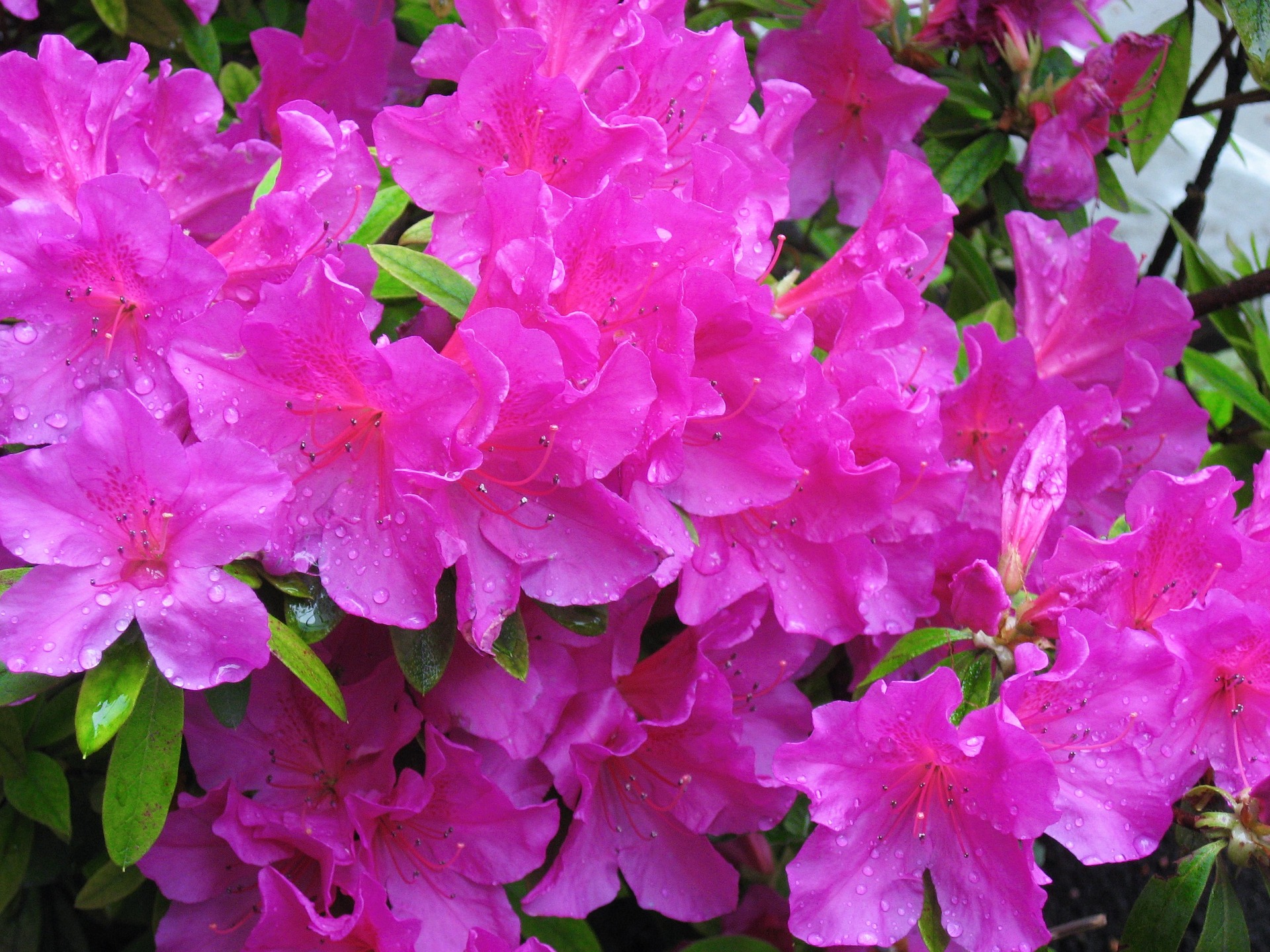 Azalea