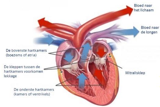 De normale hartwerking