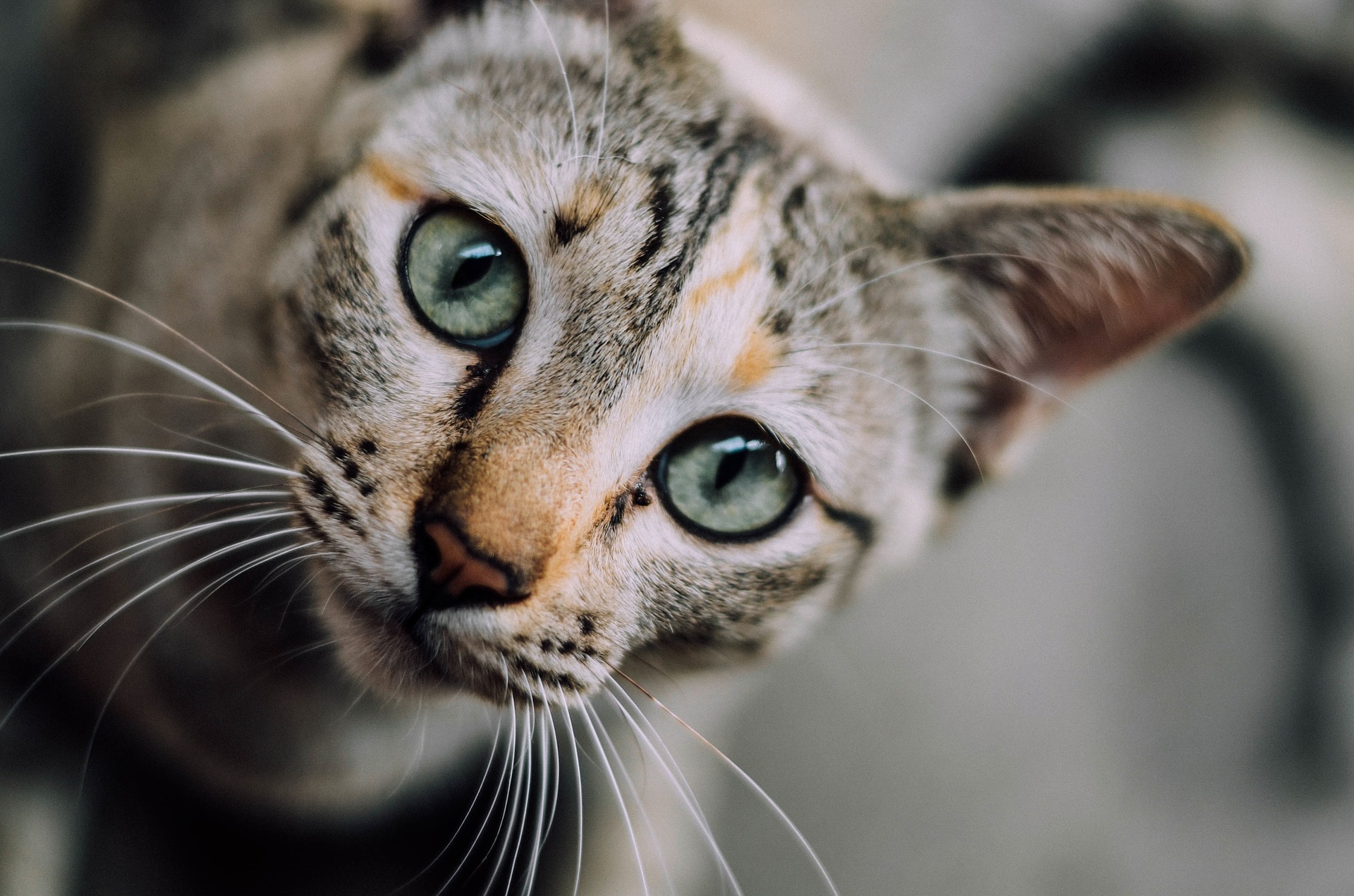 Dierenarts Essen - Help! Mijn kat voelt zich niet lekker!