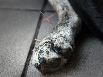Dierenarts Essen - Acupunctuur voor dieren