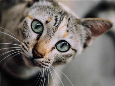 Dierenarts Essen - Help! Mijn kat voelt zich niet lekker!
