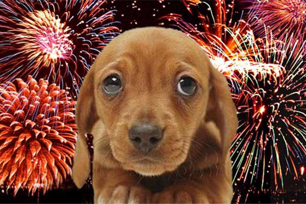 Vuurwerkangst bij honden