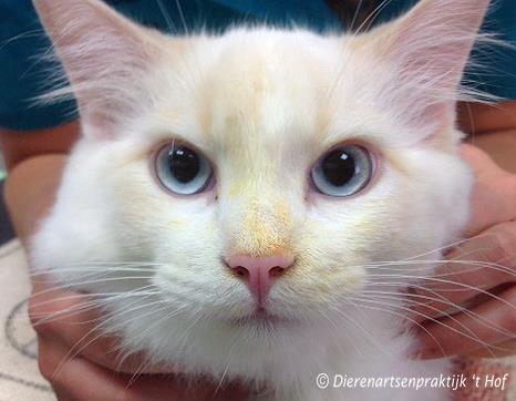 Lelies giftig voor katten